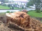 podiranje suhega nevarnega debla velike atlaške cedre (6)